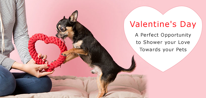 Valentine’s Day – A Perfect Opportunity to Shower your Love Towards your Pets