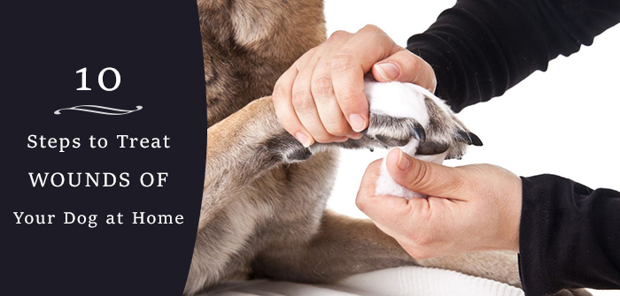 10 Steps to Treat Wounds of Your Dog at Home