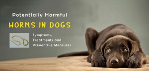 The 4 Most Common Intestinal Worms Found in Dogs
