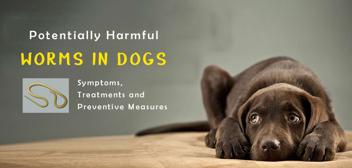 Potentially Harmful Worms in Dogs – Symptoms, Treatments and Preventive Measures