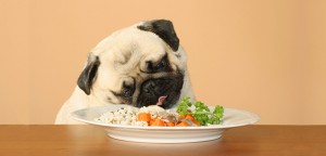 Benefits of feeding your pet natural food