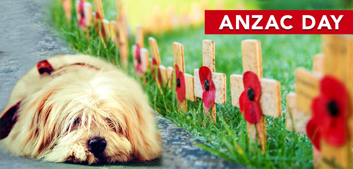 This Anzac Day VetSupply Gives a Shrine of Remembrance towards Military Animals of War