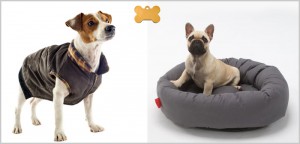 5 Must Have Autumn Dog Essentials