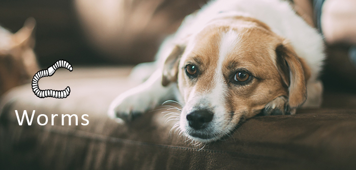 5 Most-Common Signs That Shows Your Dog has Worms
