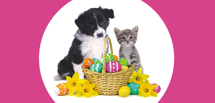 Easter Holiday Celebration – A Perfect Opportunity to Book a Pet-Friendly Hotel