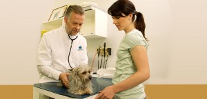 5 Senior Pet Questions Answered by a Vet