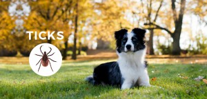 Tick Facts for Kids: Tick Information & Tick Prevention