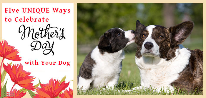 Five UNIQUE Ways to Celebrate Mother’s Day with Your Dog