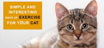 Simple And Interesting Ways of EXERCISE For Your Cat