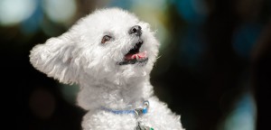 Unveil Unexpected 8 Causes of Weight Loss in Dogs