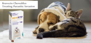 Flea & Tick Chewables For Dogs - Bravecto