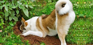 How To Redirect A Dog