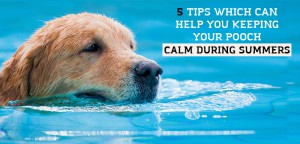 Keeping your pet cool during summer