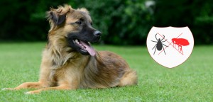 The Importance of Flea & Tick Control