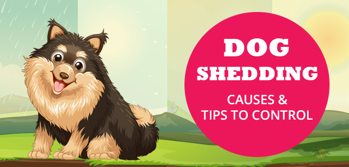 Excessive Shedding in Dogs – Explore Tips To Shed Less