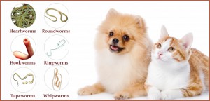 Worms in pets - How to treat and prevent worms