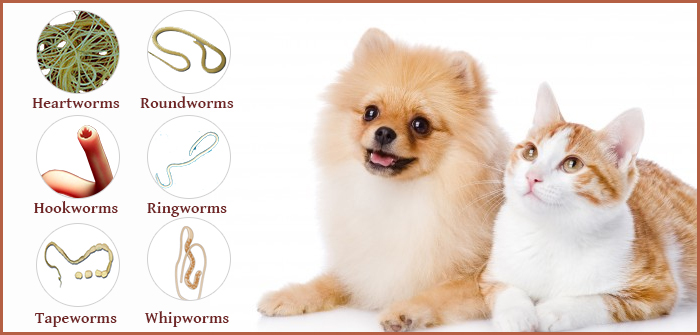 Worms and Your Pet: Types, Symptoms, Precautions and Treatments