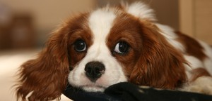 Dog Accessories & Dog Supplies