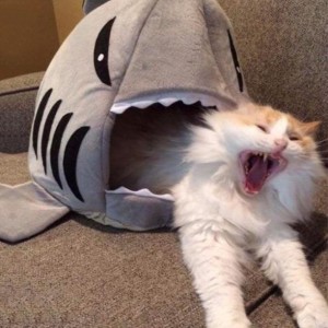 yawning cat