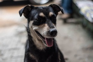 The Smile Dog