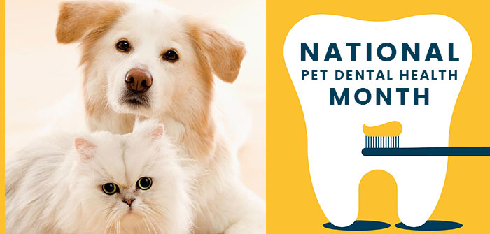 August is Pet Dental Month – VetSupply Comes with Huge Offers!
