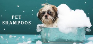Dog Shampoo & Dog Conditioner