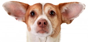 Dog Ear Infections: Symptoms, Causes & Treatment