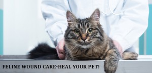Wound Healing: Bandaging And Beyond