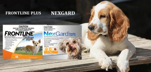 How to Choose The Best Flea And Tick Treatment?
