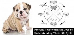 Heartworm Disease in Dogs
