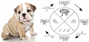 Heartworm Prevention for Dogs