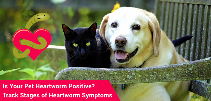 Is Your Pet Heartworm Positive? Track Stages of Heartworm Symptoms