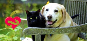 Heartworm Symptoms - The Four Stages of Heartworm in Pets