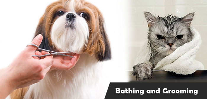 Best Pet Bathing and Grooming Tips to Follow