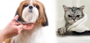 Pet Grooming: Brushing, Bathing, Nail Clipping, and
