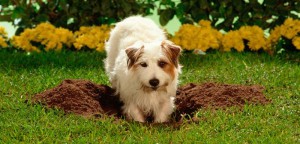 Can Weather Affect a Dog's Behavior?