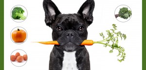 How To Select The Best Food For Your Pet