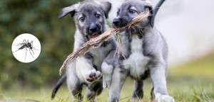 Is Heartworm Gradually Widespread in Australia?