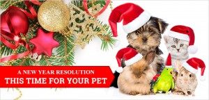 A New Year's Resolutions for Your Pet