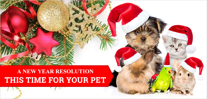 A New Year Resolution: This Time For Your Pet