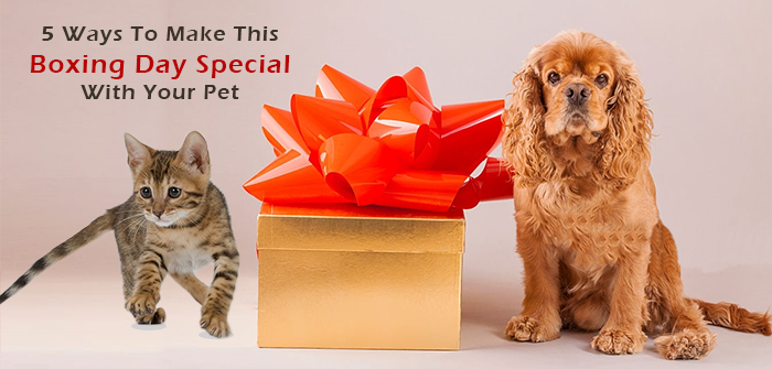 5 Ways To Make This Boxing Day Special With Your Pet
