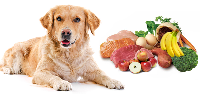 Best dog food for golden best sale retriever 2017