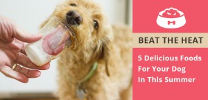 5 Delicious Foods For Dog in Summer
