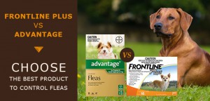best flea control products