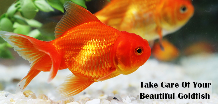 Take Care Of Your Beautiful Goldfish
