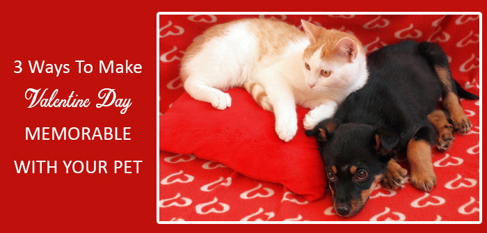 3 Ways To Make This Valentine Day Memorable With Your Pet
