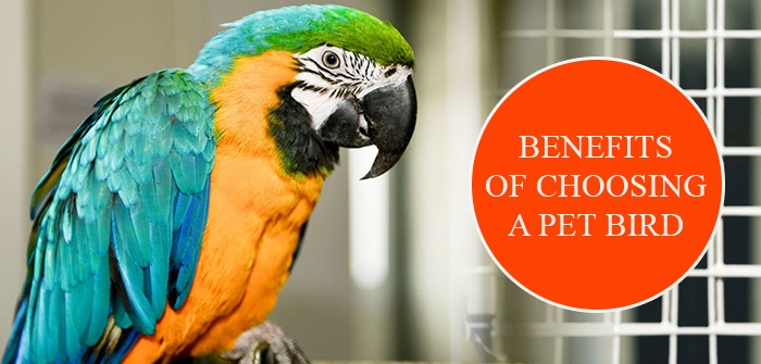 Benefits of Choosing A Pet Bird
