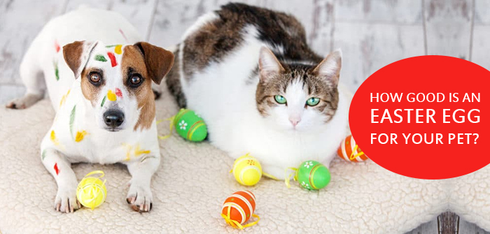 How Good Is An Easter Egg For Your Pet?