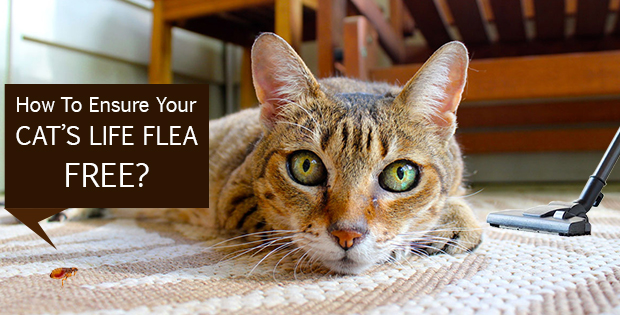How To Ensure Your Cat’s Life Flea Free?