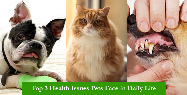 Top 3 Health Issues Pets Face in Daily Life